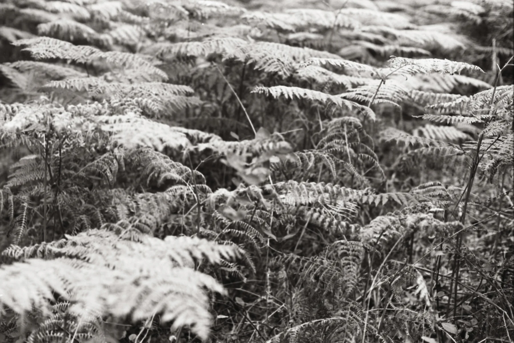 Fern · Vilm Island · 2020