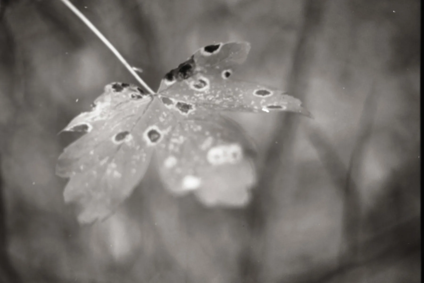 Leaf · Vilm Island · 2020