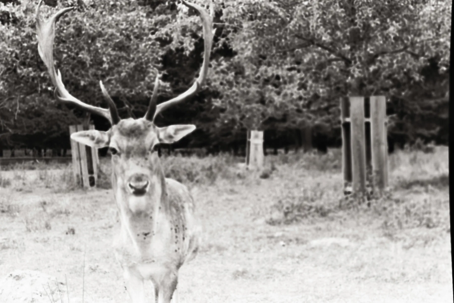 Prora Forest · 2020